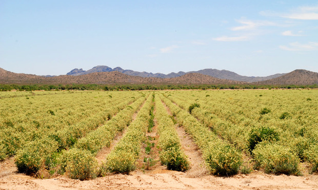 patagonias-plant-based-wetsuit-field.jpg