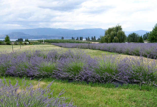 okanagan-lavender-farm.jpg