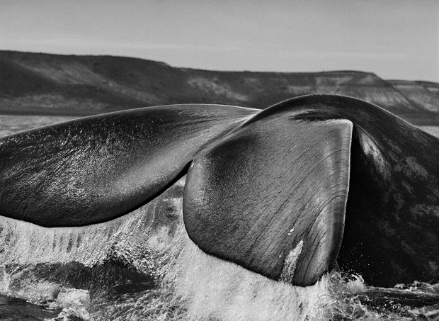 sebastiao-salgado-genesis-2.jpg