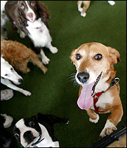 24dog_slide05184-30024