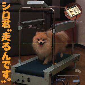 1048392545_dogwalker-30577