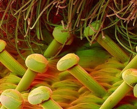 velcro_50x_magnif-30977