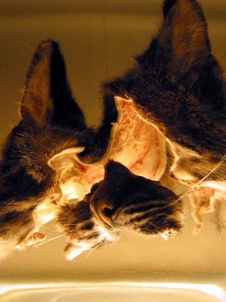 biblerewriteproject4-36120