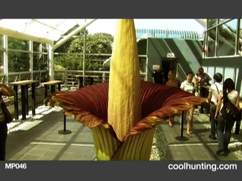 chv_corpse_flower-36526