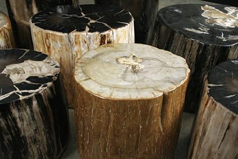 petrified_wood_hudson-39059