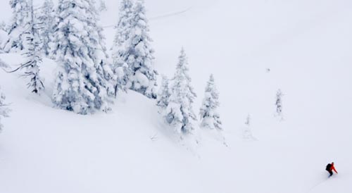 stilllife20082-45231