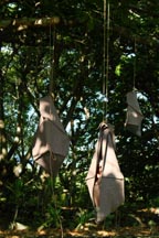 xarene_treepod-1-48609