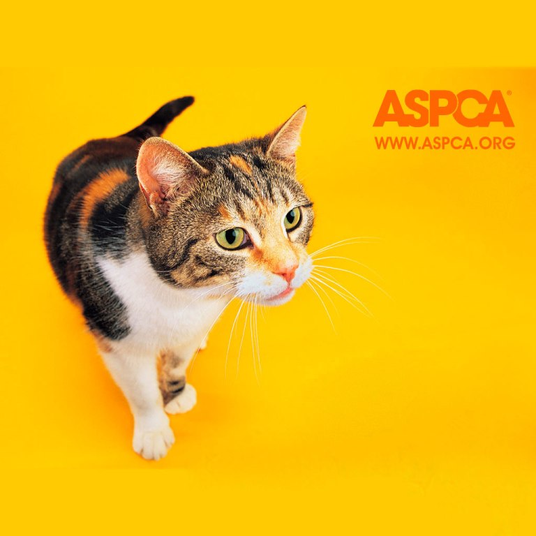 gg-aspca-50040