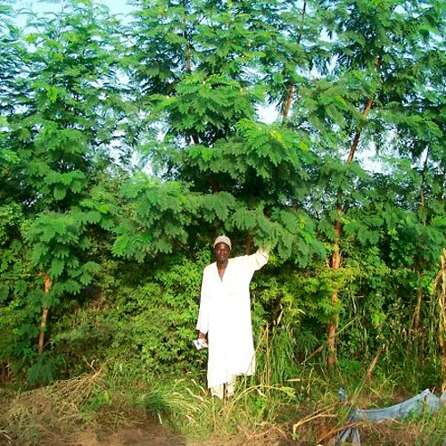 gg-trees-future-50088