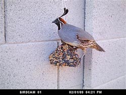 bird-cam-3-55999
