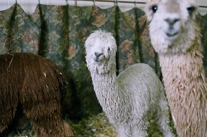 alpaca1-63660