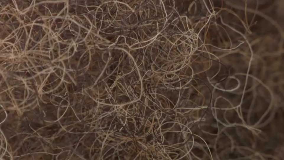 chv_hastens_ch_th1-64661