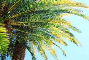 miami-jetsetter-palm-64361