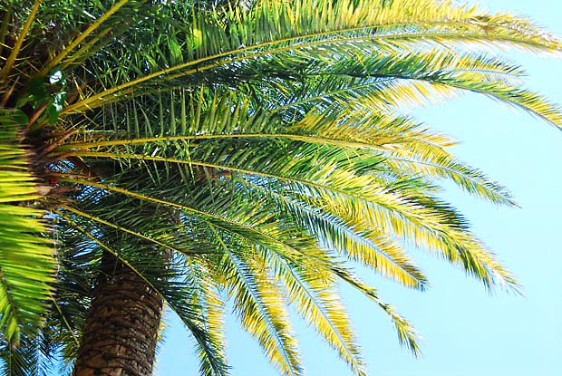 miami-jetsetter-palm-64361