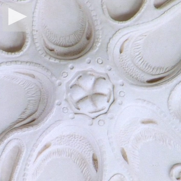 astrophyton-darwinium-new-thumb-67707