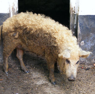 Sheep-Pig2.jpg