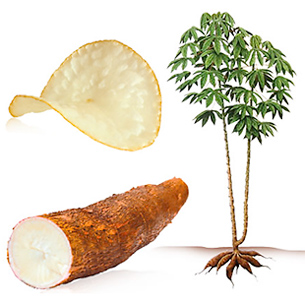 cassava1.jpg