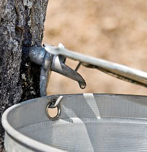 vermont-gold-sap.jpg