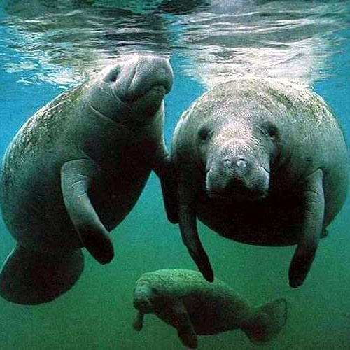 manatee-72196