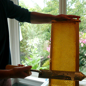 ballardbee-thumb-73388