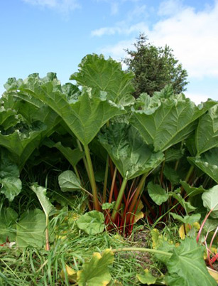 rabarbia1.jpg