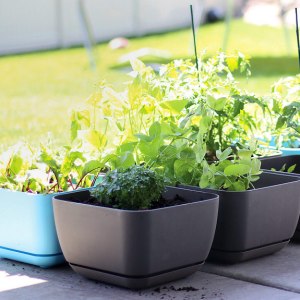 simplegarden-thumb-76653