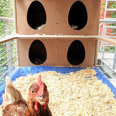 chicken-co-op-th-77488