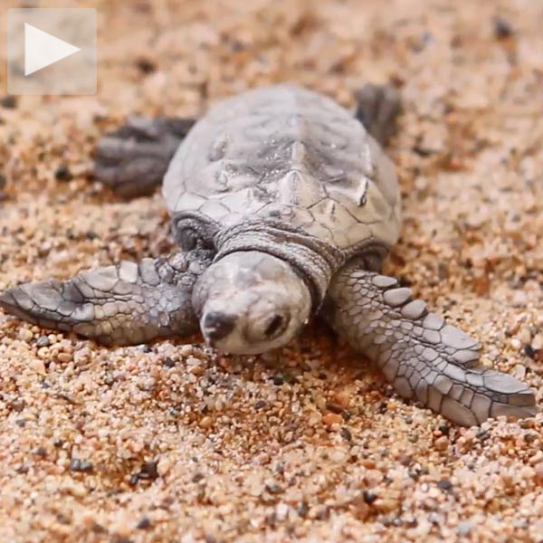 cuixmala-new-thumb-81741