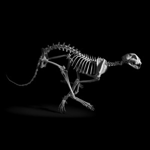 evolutionbaptiste-84410