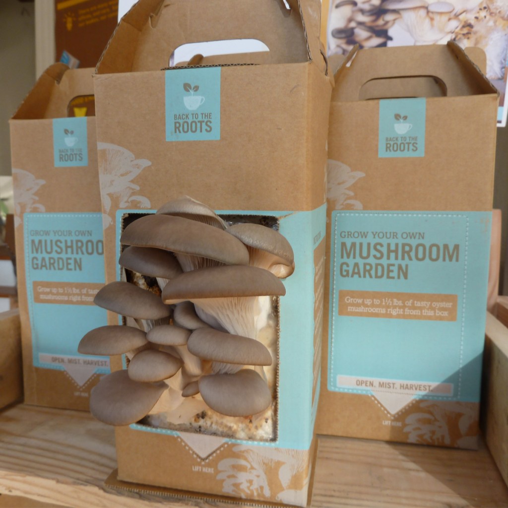 mushroomkit-84171