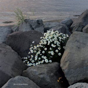 wilder-quarterly-thumb-83239