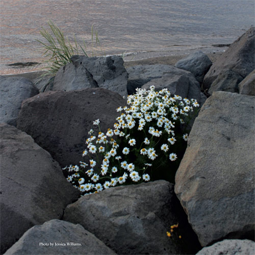 wilder-quarterly-thumb-83239