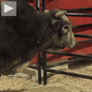 bull-riders-new-thumb-86228