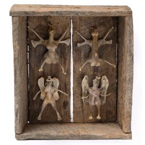 curious_bonesthumb-85821