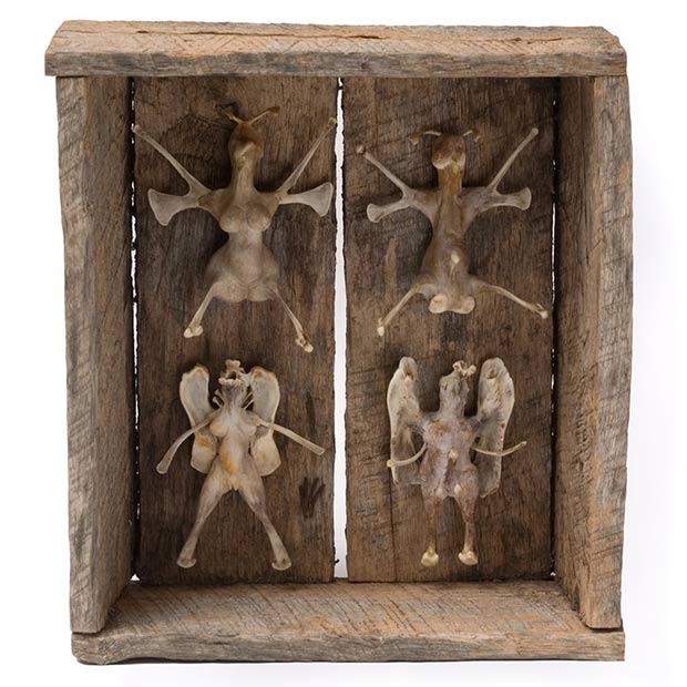 curious_bonesthumb-85821