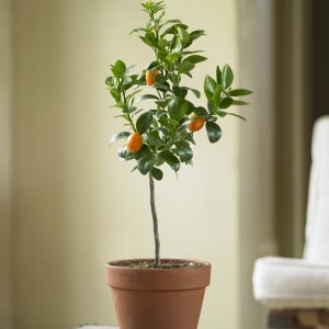 kumquat-87222
