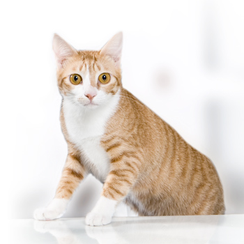 gatefeeder-thumb-88805