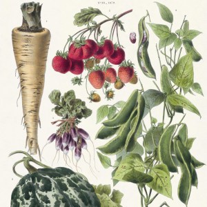 album-vilmorin-1-91028