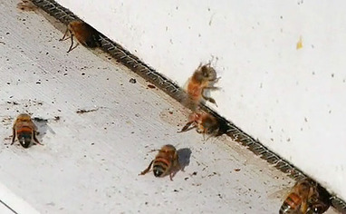 BK-apiary2.jpg