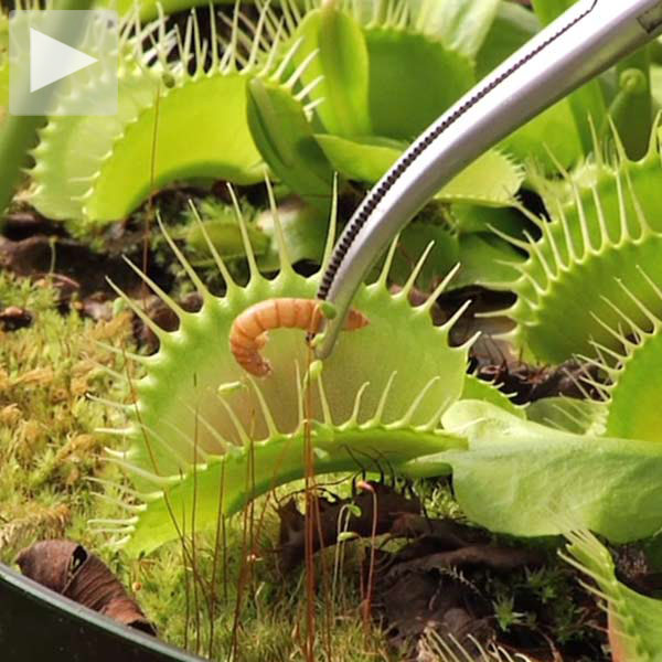 california-carnivores-new-thumb-89776