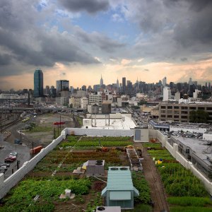 urban-farming-thumb-90396