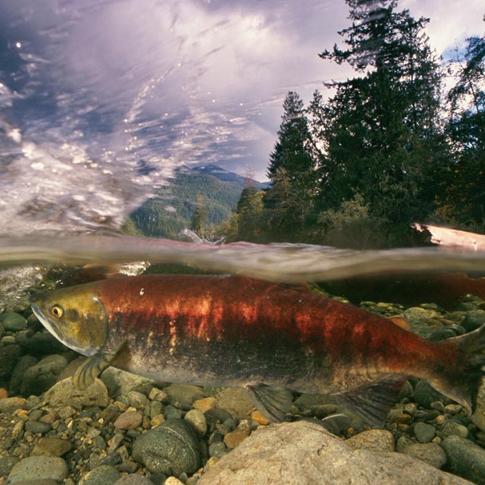 patagonia-provisions-thumb-92682