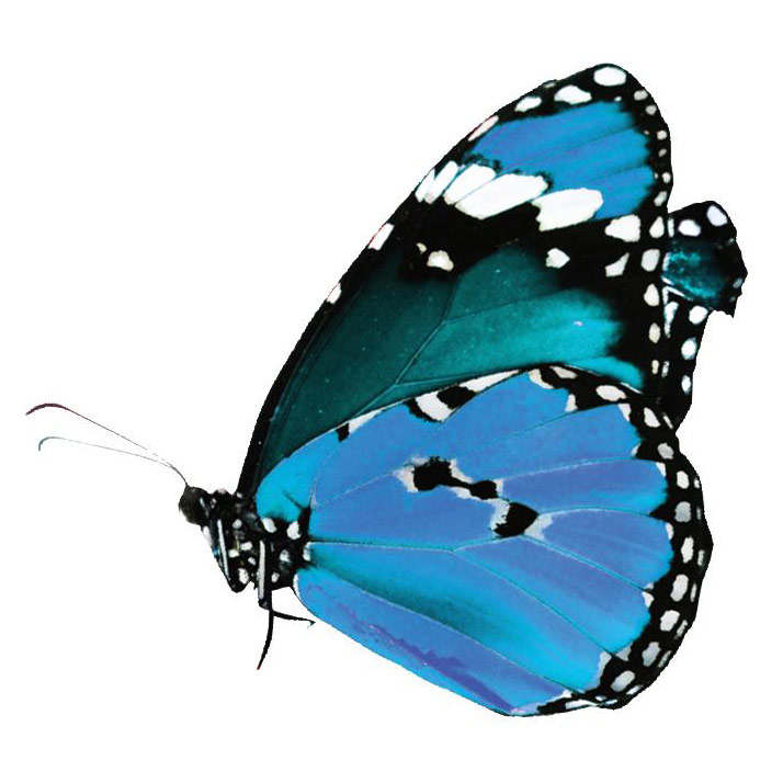 mariposa-butterfly-thumb-94403