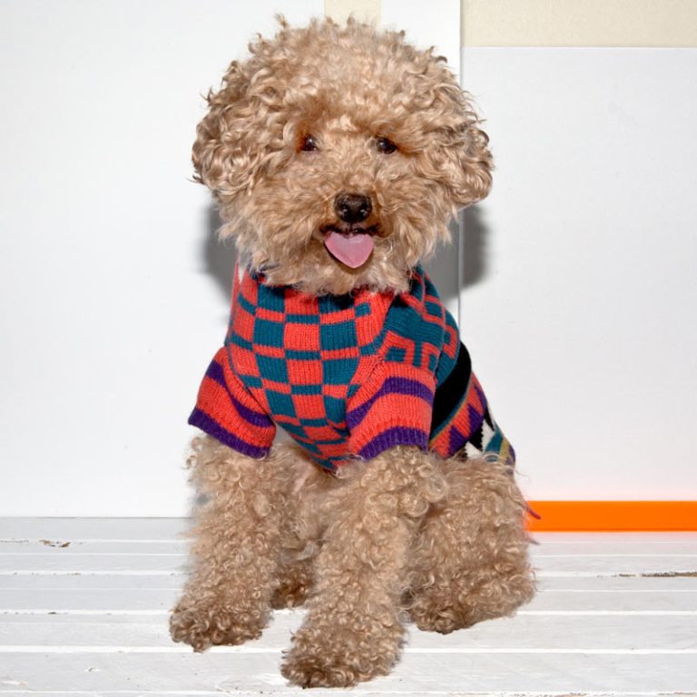 gg-ware-of-dog-1-100597