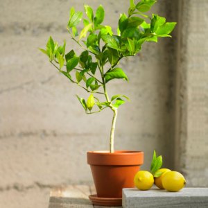 meyerlemontop-100260