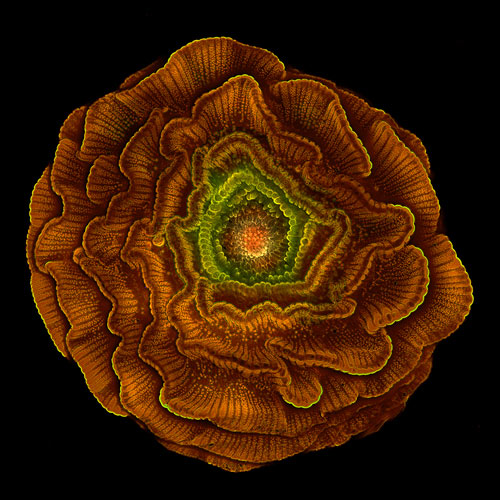 bioscapes-thumb-101670