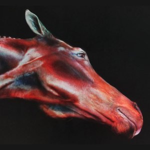 greenberghorses-100733