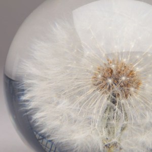 dandelion-paperweight-thumb-984x984-55458-104040