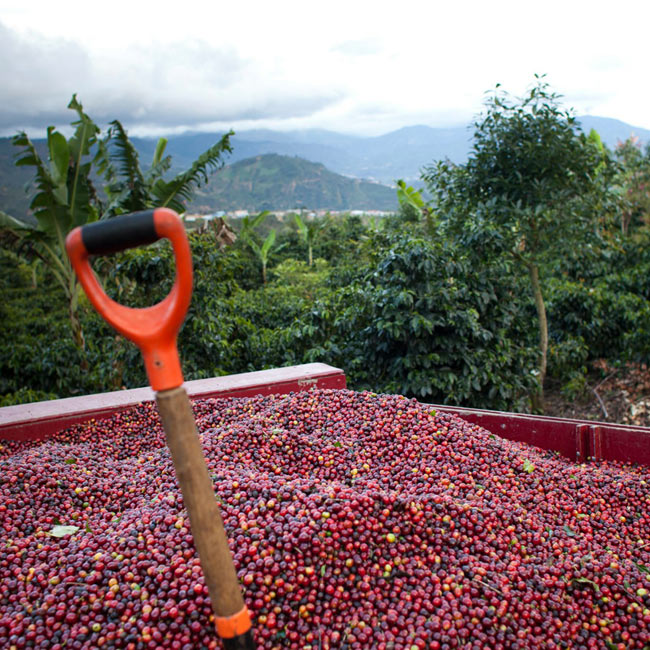 five-elephant-berlin-coffee-thumb-106337