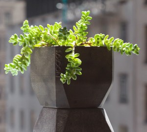 pothra_by_nooka_thumb-106845